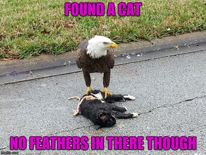 FOUND A CAT NO FEATHERS IN THERE THOUGH | made w/ Imgflip meme maker