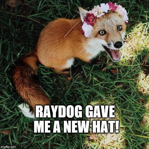 Flowerhat :D | RAYDOG GAVE ME A NEW HAT! | image tagged in fox hat,flower,fox | made w/ Imgflip meme maker