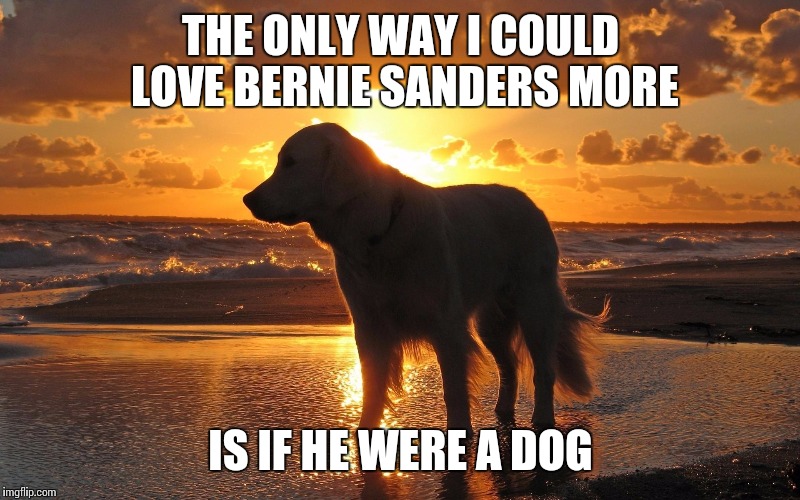 THE ONLY WAY I COULD LOVE BERNIE SANDERS MORE; IS IF HE WERE A DOG | image tagged in sunset beach dog | made w/ Imgflip meme maker