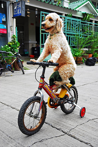High Quality Dog Cycling Blank Meme Template