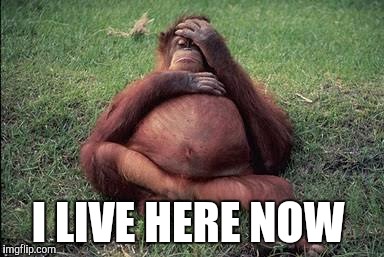 I LIVE HERE NOW | image tagged in BabyBumps | made w/ Imgflip meme maker