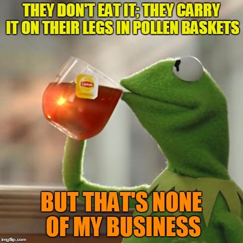 But That's None Of My Business Meme | THEY DON'T EAT IT; THEY CARRY IT ON THEIR LEGS IN POLLEN BASKETS BUT THAT'S NONE OF MY BUSINESS | image tagged in memes,but thats none of my business,kermit the frog | made w/ Imgflip meme maker