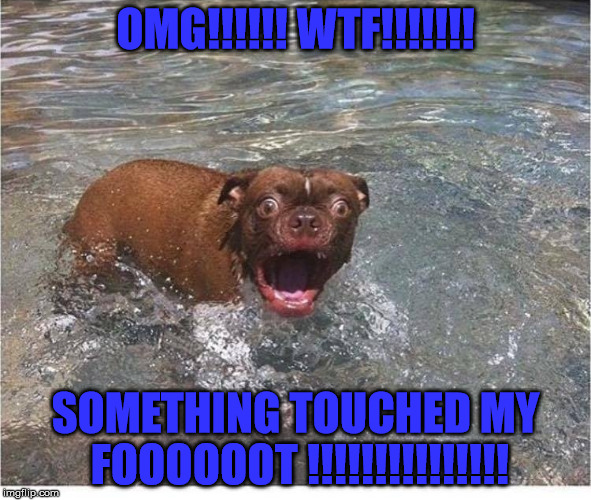 funny dog meme 2 | OMG!!!!!! WTF!!!!!!! SOMETHING TOUCHED MY FOOOOOOT
!!!!!!!!!!!!!!! | image tagged in funny,dog,meme | made w/ Imgflip meme maker