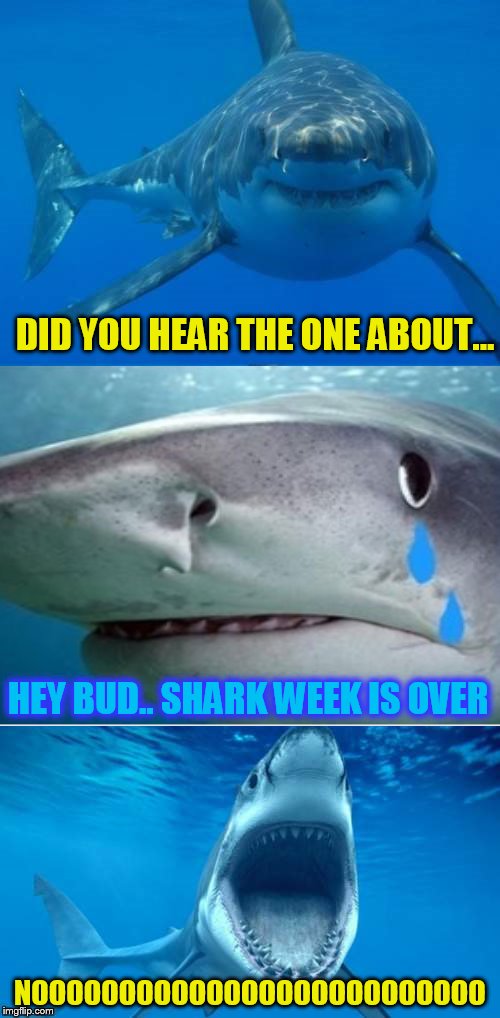 Bad Shark Pun  | DID YOU HEAR THE ONE ABOUT... HEY BUD.. SHARK WEEK IS OVER; NOOOOOOOOOOOOOOOOOOOOOOOOOO | image tagged in bad shark pun,shark week,sharks,funny meme,jokes | made w/ Imgflip meme maker