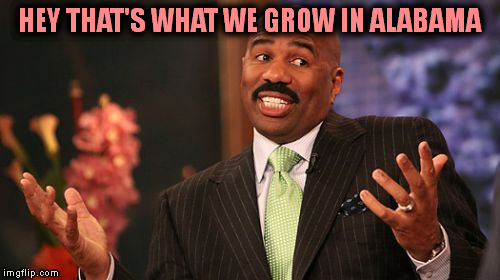 Steve Harvey Meme | HEY THAT'S WHAT WE GROW IN ALABAMA | image tagged in memes,steve harvey | made w/ Imgflip meme maker