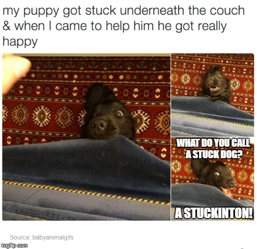the story of stuckinton | WHAT DO YOU CALL A STUCK DOG? A STUCKINTON! | image tagged in dog,pun,bad pun,story,tumblr | made w/ Imgflip meme maker