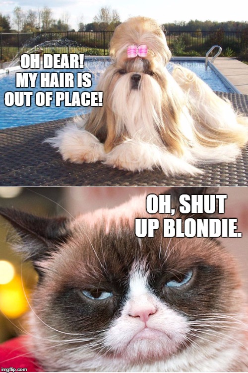 OH DEAR! MY HAIR IS OUT OF PLACE! OH, SHUT UP BLONDIE. | image tagged in dogvscat | made w/ Imgflip meme maker