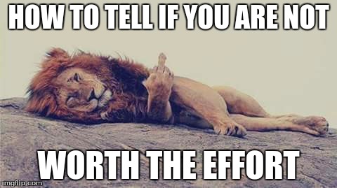 HOW TO TELL IF YOU ARE NOT; WORTH THE EFFORT | image tagged in lion | made w/ Imgflip meme maker