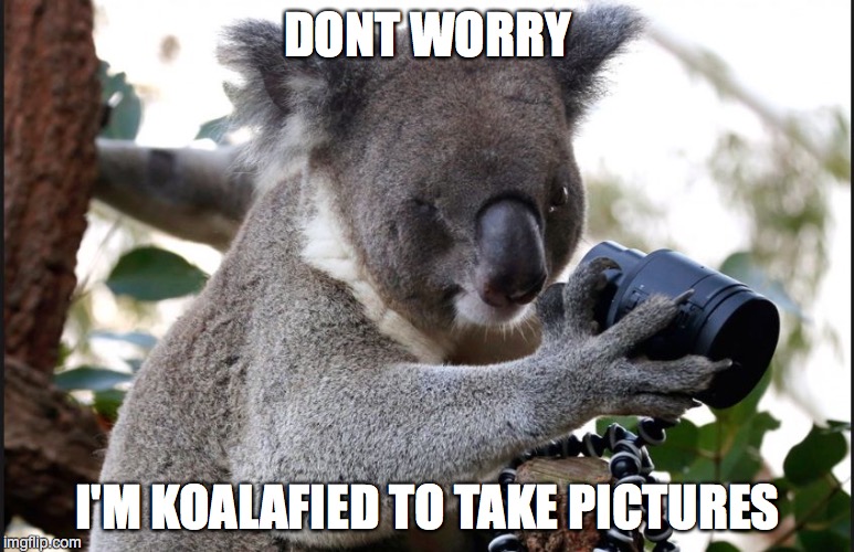 DONT WORRY; I'M KOALAFIED TO TAKE PICTURES | made w/ Imgflip meme maker