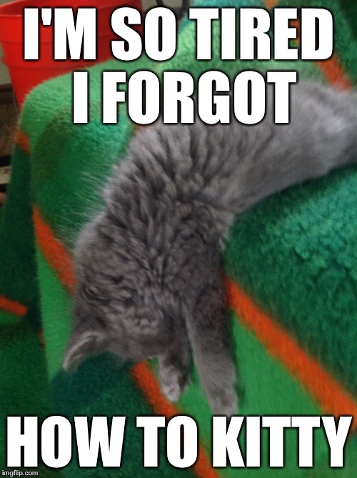 I think I'll just hang out here | I'M SO TIRED I FORGOT; HOW TO KITTY | image tagged in kitty cat | made w/ Imgflip meme maker