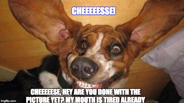 CHEEEEESSE! CHEEEEESE, HEY ARE YOU DONE WITH THE PICTURE YET? MY MOUTH IS TIRED ALREADY | image tagged in dog smiling | made w/ Imgflip meme maker