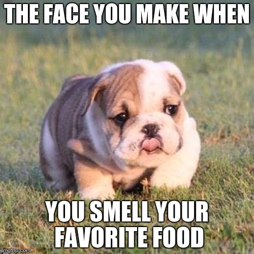 the face you make | THE FACE YOU MAKE WHEN; YOU SMELL YOUR FAVORITE FOOD | image tagged in bulldog,cute,funny,the face you make,favorite,awesome | made w/ Imgflip meme maker