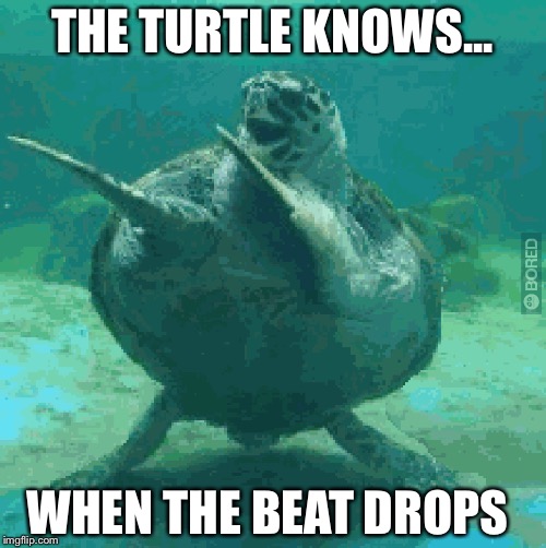 THE TURTLE KNOWS... WHEN THE BEAT DROPS | image tagged in turtle,dance | made w/ Imgflip meme maker