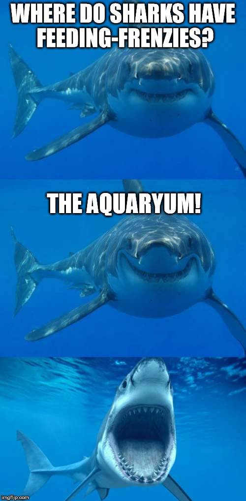Bad Shark Pun  | WHERE DO SHARKS HAVE FEEDING-FRENZIES? THE AQUARYUM! | image tagged in bad shark pun | made w/ Imgflip meme maker