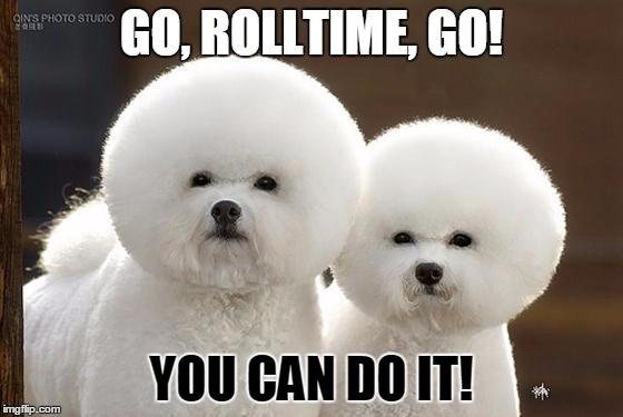 Bichon Frise | GO, ROLLTIME, GO! YOU CAN DO IT! | image tagged in bichon frise | made w/ Imgflip meme maker