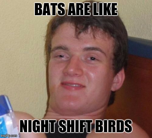 Prolly a repost, but sittin here watchin bats fly around the cabin it came to me | BATS ARE LIKE; NIGHT SHIFT BIRDS | image tagged in memes,10 guy,sewmyeyesshut,bats | made w/ Imgflip meme maker