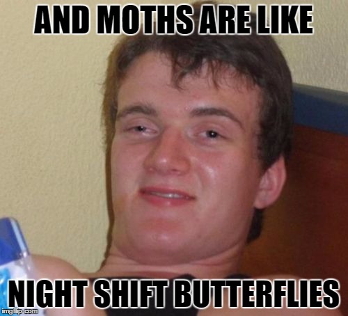 10 Guy Meme | AND MOTHS ARE LIKE NIGHT SHIFT BUTTERFLIES | image tagged in memes,10 guy | made w/ Imgflip meme maker