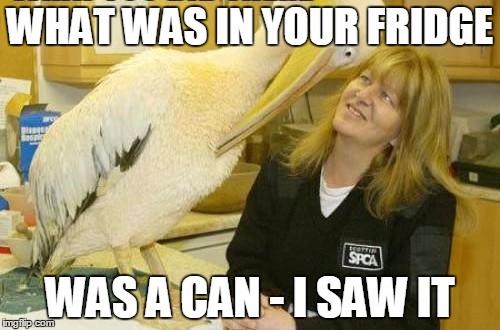 I see what you did there Pelican | WHAT WAS IN YOUR FRIDGE; WAS A CAN - I SAW IT | image tagged in i see what you did there pelican | made w/ Imgflip meme maker