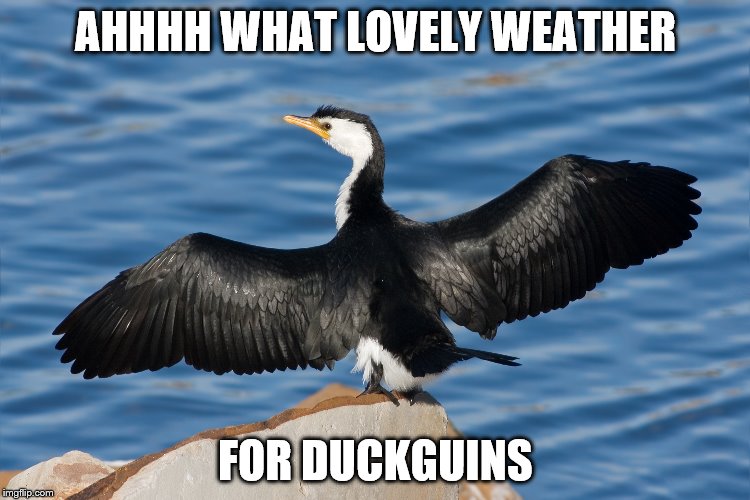 Duckguin | AHHHH WHAT LOVELY WEATHER; FOR DUCKGUINS | image tagged in duckguin | made w/ Imgflip meme maker