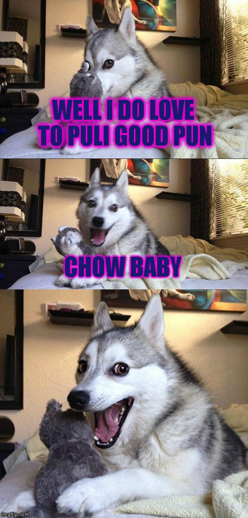 Bad Pun Dog Meme | WELL I DO LOVE TO PULI GOOD PUN CHOW BABY | image tagged in memes,bad pun dog | made w/ Imgflip meme maker
