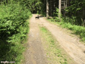 173d7t.gif