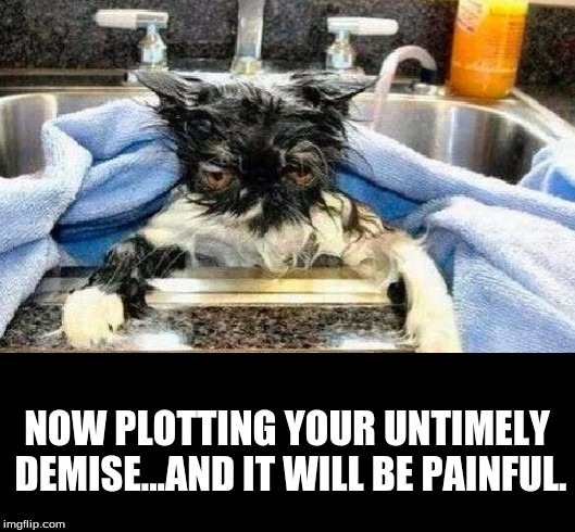 NOW PLOTTING YOUR UNTIMELY DEMISE...AND IT WILL BE PAINFUL. | image tagged in revenge | made w/ Imgflip meme maker