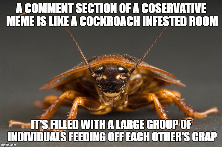 Oh no! another conservative infested meme | A COMMENT SECTION OF A COSERVATIVE MEME IS LIKE A COCKROACH INFESTED ROOM; IT'S FILLED WITH A LARGE GROUP OF INDIVIDUALS FEEDING OFF EACH OTHER'S CRAP | image tagged in cockroach,conservative,infestation | made w/ Imgflip meme maker
