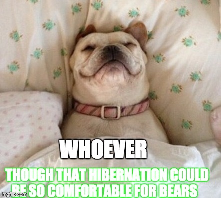 Dog "hibernating" | WHOEVER; THOUGH THAT HIBERNATION COULD BE SO COMFORTABLE FOR BEARS | image tagged in dog in bed,funny animal meme,sleeping,hibernation memes | made w/ Imgflip meme maker
