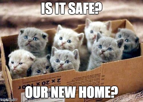box of cats | IS IT SAFE? OUR NEW HOME? | image tagged in box of cats | made w/ Imgflip meme maker