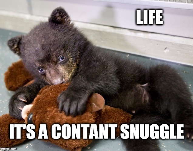 and constant snuggle | LIFE; IT'S A CONTANT SNUGGLE | image tagged in snuggle,bear,cute,struggle is real | made w/ Imgflip meme maker