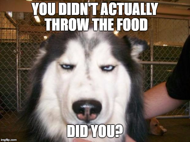 Annoyed Dog | YOU DIDN'T ACTUALLY THROW THE FOOD; DID YOU? | image tagged in annoyed dog | made w/ Imgflip meme maker
