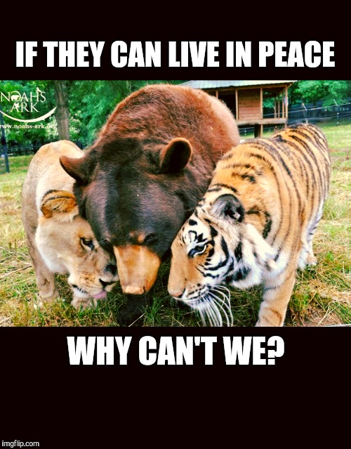Wild about peace  | IF THEY CAN LIVE IN PEACE; WHY CAN'T WE? | image tagged in peace,wildlife,lion,tiger,bear,give peace a chance | made w/ Imgflip meme maker