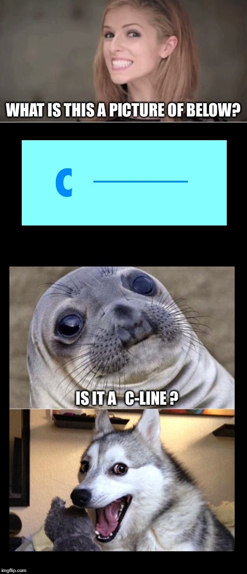 No animals were harmed during this pun. | WHAT IS THIS A PICTURE OF BELOW? IS IT
A   C-LINE ? | image tagged in bad pun dog,bad pun anna kendrick,bad pun,sea lion | made w/ Imgflip meme maker