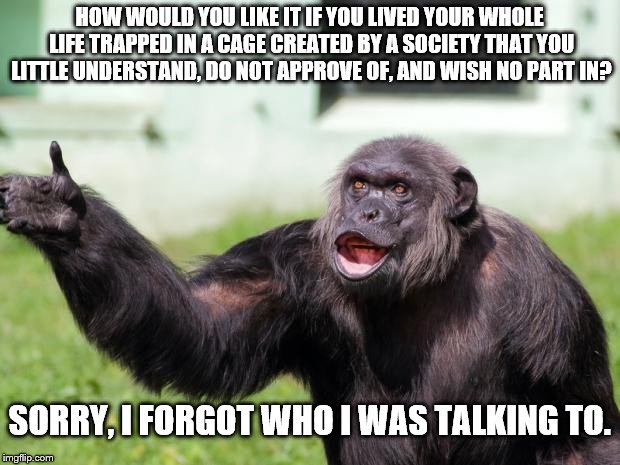 5th World problems | HOW WOULD YOU LIKE IT IF YOU LIVED YOUR WHOLE LIFE TRAPPED IN A CAGE CREATED BY A SOCIETY THAT YOU LITTLE UNDERSTAND, DO NOT APPROVE OF, AND WISH NO PART IN? SORRY, I FORGOT WHO I WAS TALKING TO. | image tagged in angry supervisor monkey,humanism,animal rights | made w/ Imgflip meme maker