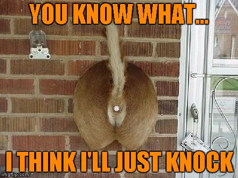 Gotta love that redneck ingenuity...LOL | YOU KNOW WHAT... I THINK I'LL JUST KNOCK | image tagged in redneck doorbell,memes,funny,funny animals,push it,animals | made w/ Imgflip meme maker