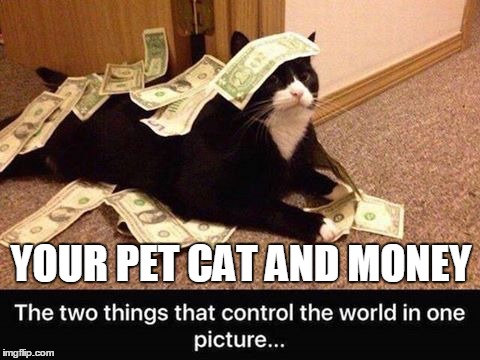 Feed me,  my human slave! | YOUR PET CAT AND MONEY | image tagged in cat power,money | made w/ Imgflip meme maker