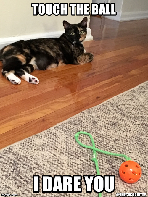 Touch the Ball...I Dare You | @THECOCOAKITTY | image tagged in cats,funny cat memes,evil cat,psycho,funny animals | made w/ Imgflip meme maker