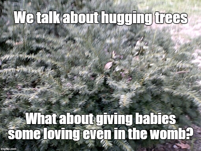Hugging A Tree? | We talk about hugging trees; What about giving babies some loving even in the womb? | image tagged in prolife | made w/ Imgflip meme maker
