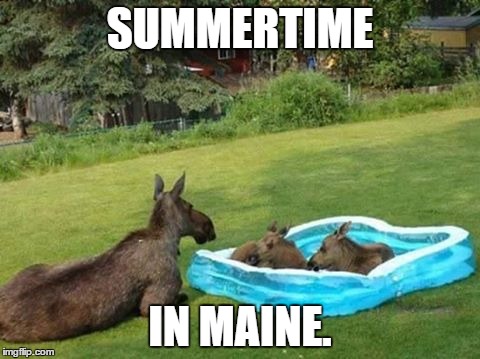 Lifeguard on duty. | SUMMERTIME; IN MAINE. | image tagged in moose,swimming pool,summer time,funny animals,funny memes | made w/ Imgflip meme maker