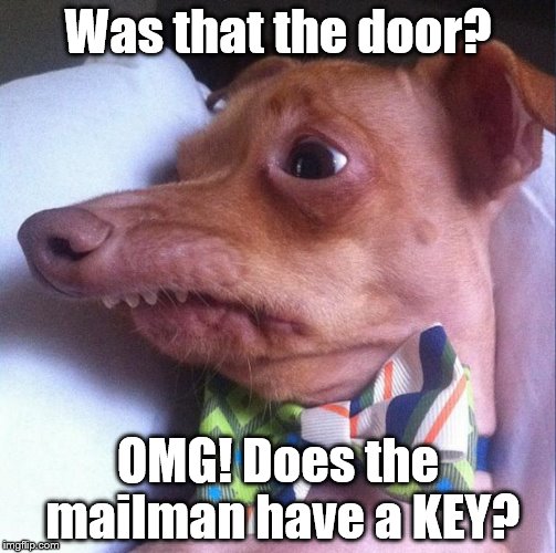  Was that the door? OMG! Does the mailman have a KEY? | image tagged in phteven | made w/ Imgflip meme maker