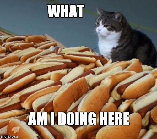 WHAT; AM I DOING HERE | image tagged in hotdog cat | made w/ Imgflip meme maker