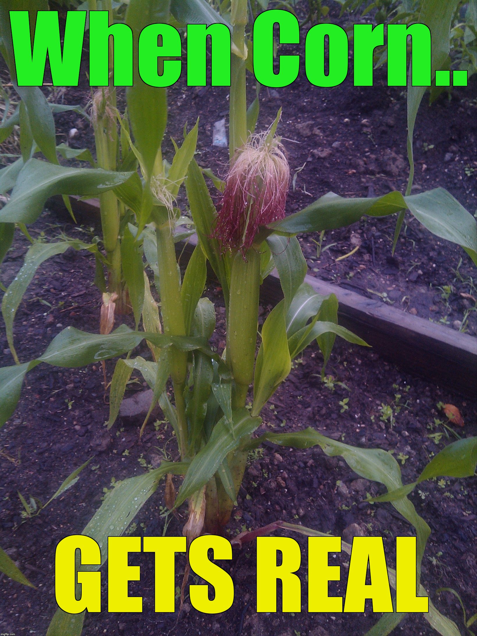 When Corn.. GETS REAL | image tagged in corn | made w/ Imgflip meme maker