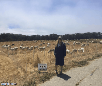 goats and me | image tagged in gifs,pa,goats,blufftop | made w/ Imgflip images-to-gif maker