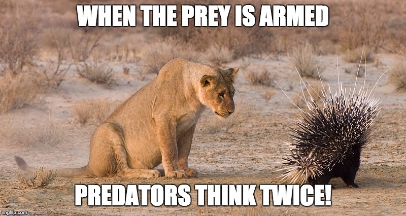 The same rule applies to guns. Prison surveys consistently show that criminals fear armed victims more than police or silly laws | WHEN THE PREY IS ARMED; PREDATORS THINK TWICE! | image tagged in lion and porcupine,guns,gun control,politics | made w/ Imgflip meme maker