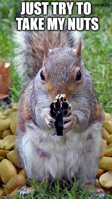funny squirrels with guns (5) | JUST TRY TO TAKE MY NUTS | image tagged in funny squirrels with guns 5 | made w/ Imgflip meme maker