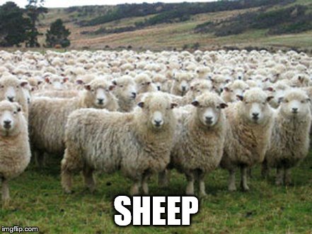 SHEEP | made w/ Imgflip meme maker