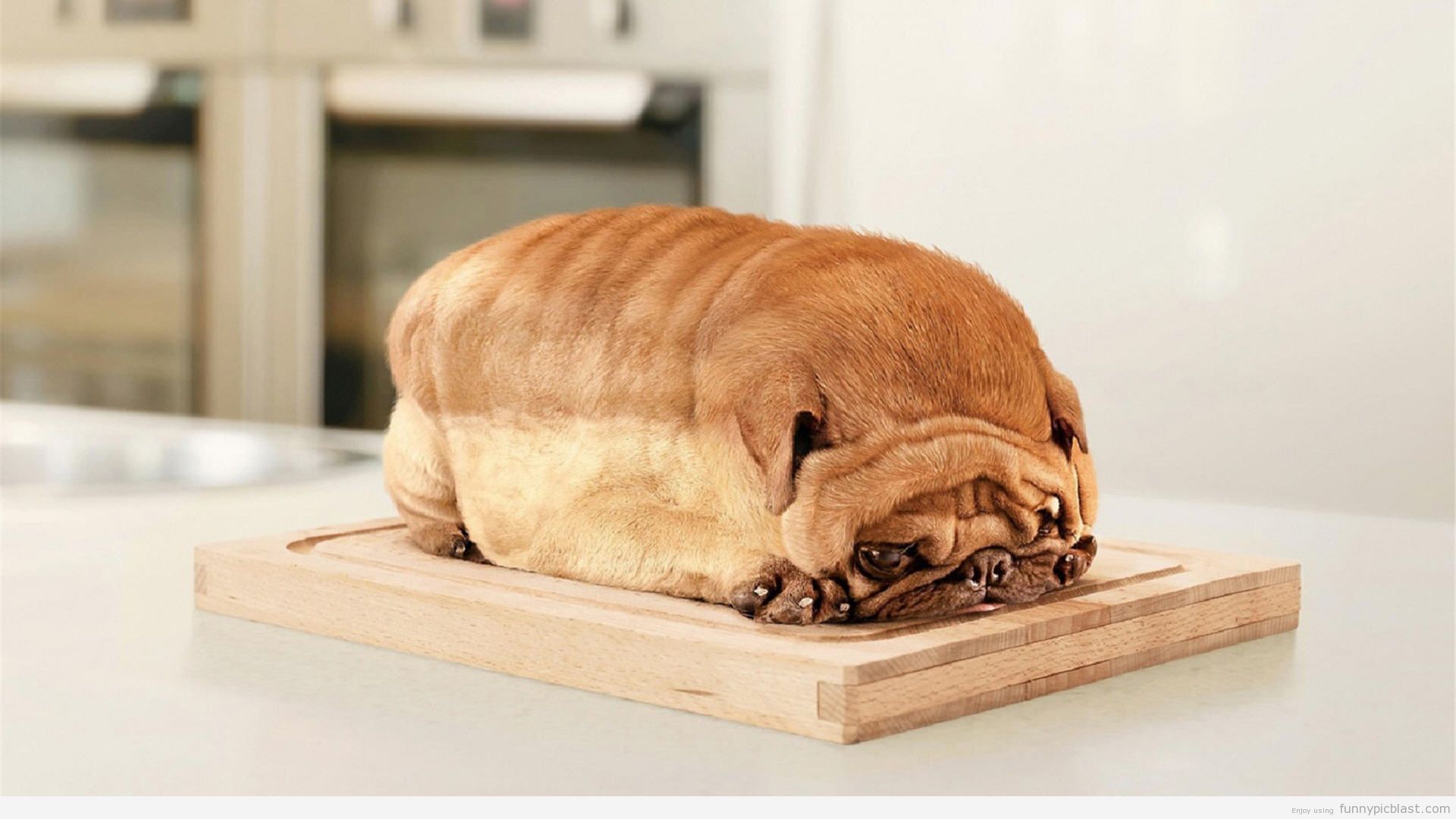 High Quality Dog Bread Blank Meme Template