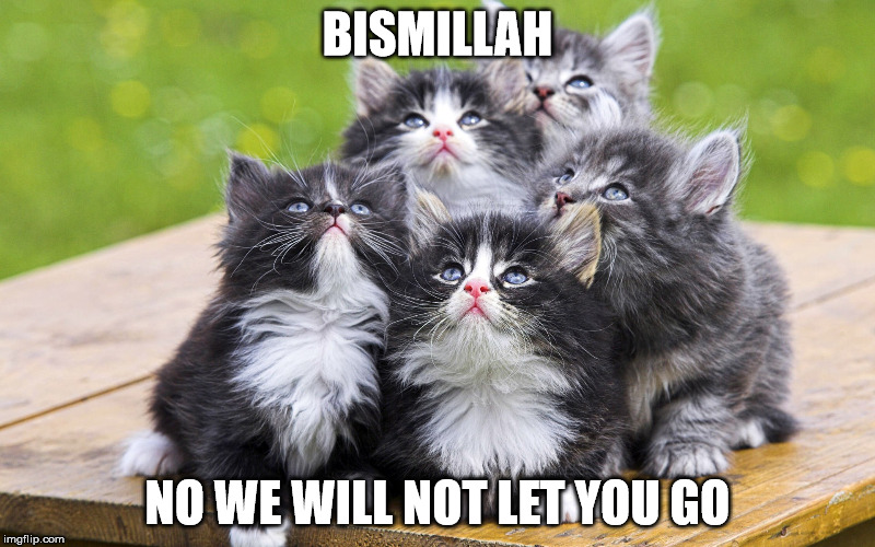 Bohemian Catsody | BISMILLAH; NO WE WILL NOT LET YOU GO | image tagged in kittens,queen,bohemian rhapsody | made w/ Imgflip meme maker