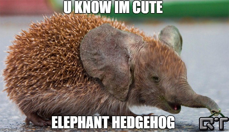 U KNOW IM CUTE; ELEPHANT HEDGEHOG | image tagged in u know im cute | made w/ Imgflip meme maker