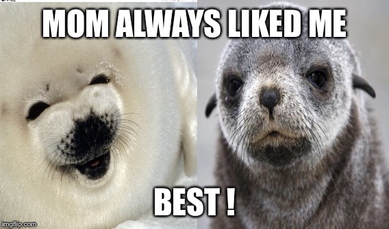 Why Mom, Why? | MOM ALWAYS LIKED ME; BEST ! | image tagged in seals | made w/ Imgflip meme maker